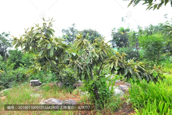 板栗樹,栗子