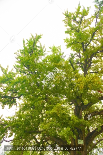 銀杏樹,銀杏