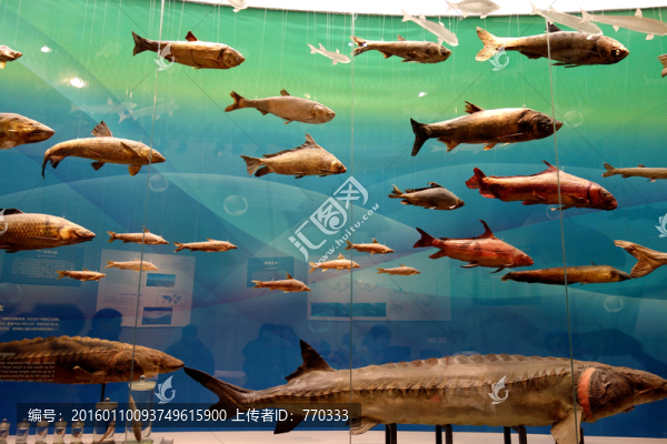 海底世界,魚