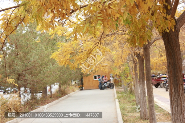 胡楊樹