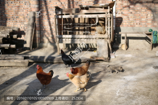 農(nóng)家散養(yǎng)雞