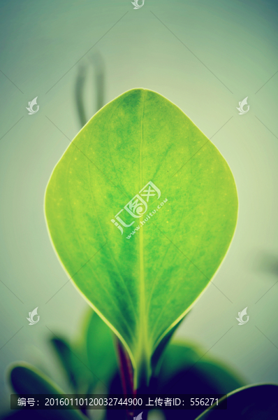 碧玉的葉子