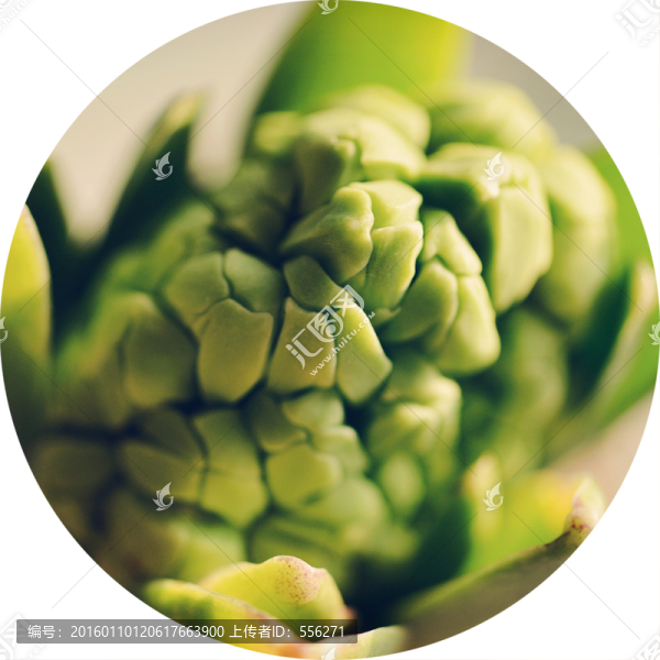 風(fēng)信子