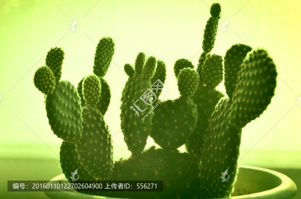仙人掌