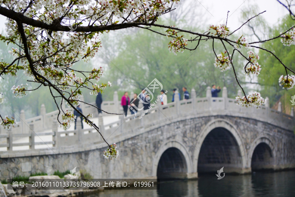 櫻花,小橋