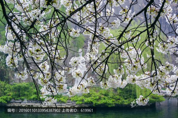 櫻花