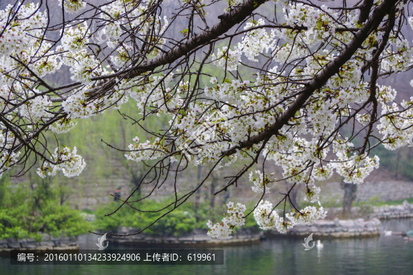 櫻花