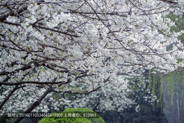 櫻花