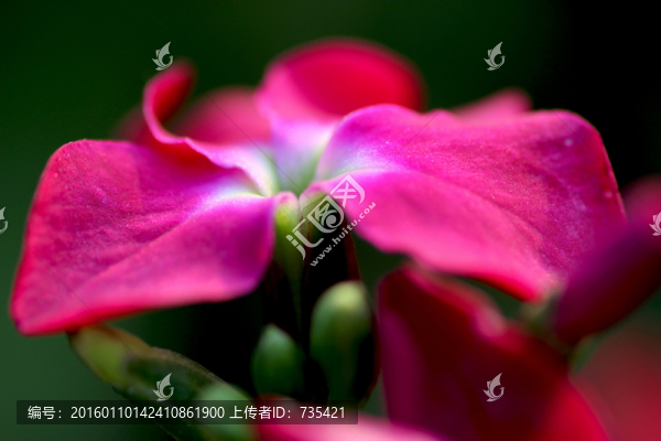 粉色花卉