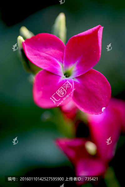 粉色小花