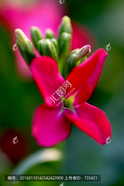 粉色小花