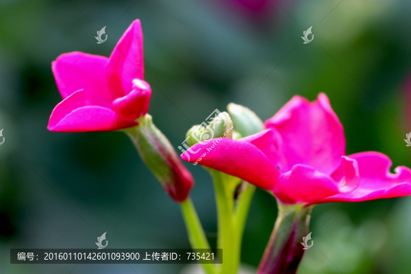 粉色小花