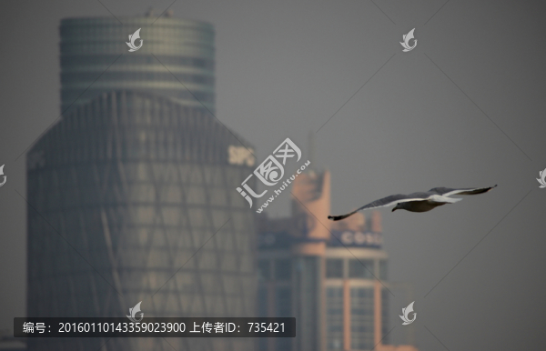 海鷗