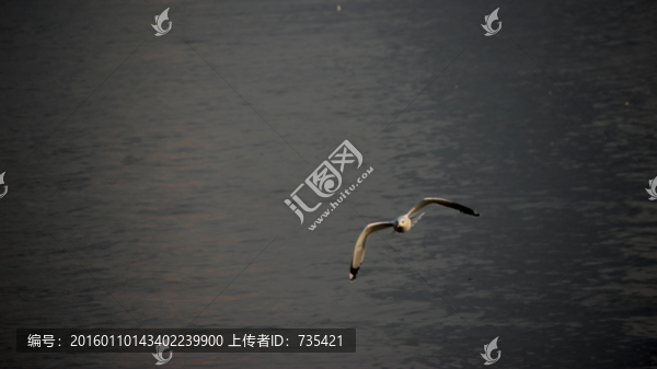海鷗