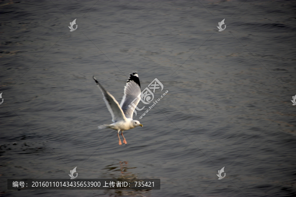 海鷗