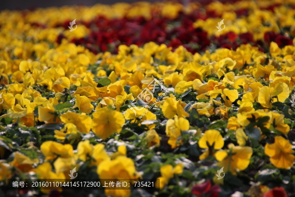 花海