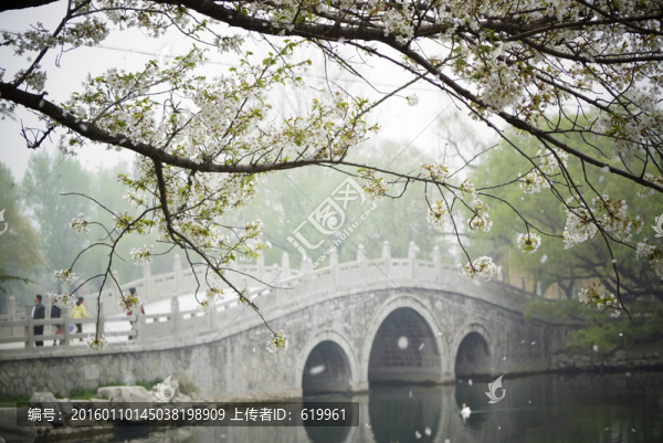 櫻花,小橋