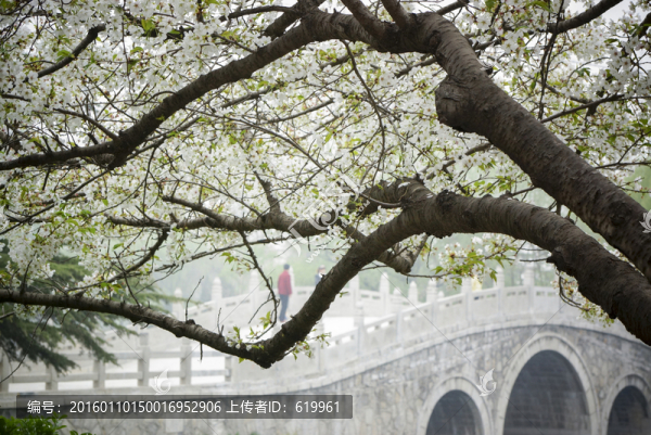 櫻花,小橋