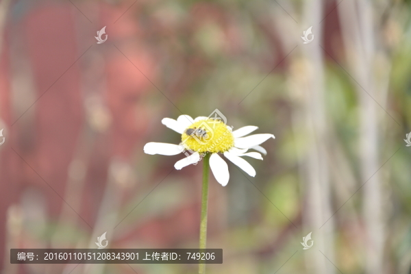 花兒蜜蜂