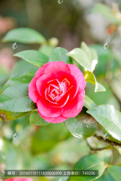 紅色花