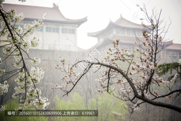 櫻花樹枝