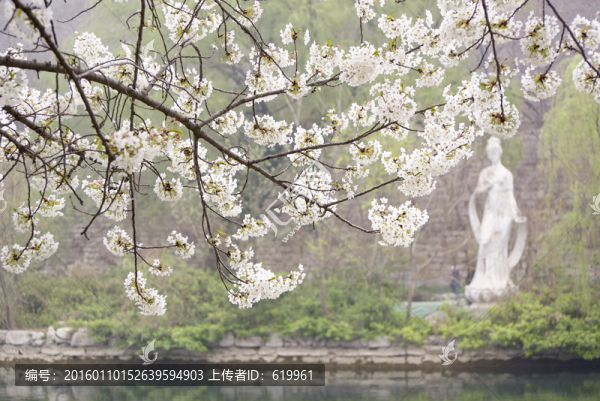 櫻花