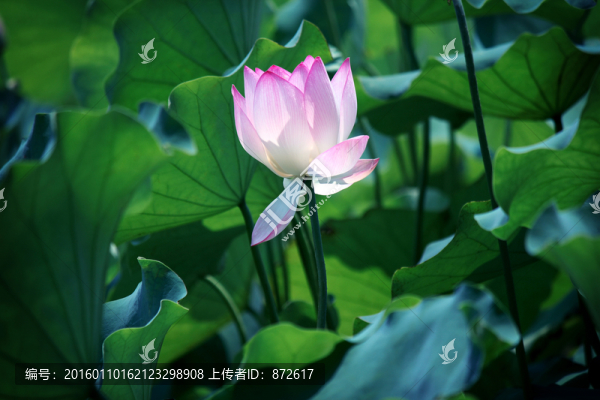荷花