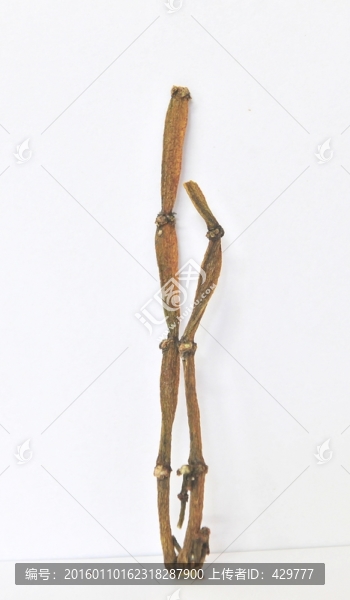 螃蟹腳高清圖