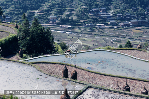 梯田