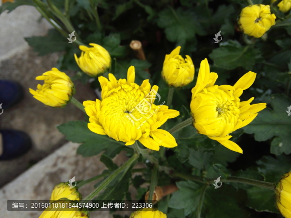 菊花