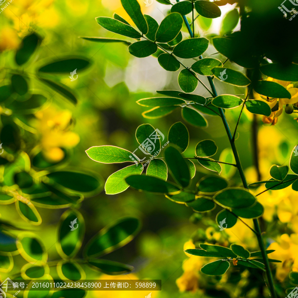 綠葉黃花
