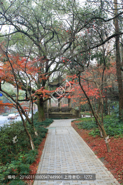 古亭紅葉
