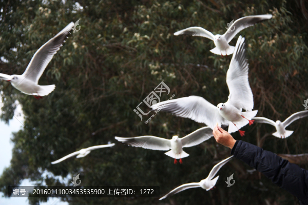 喂海鷗