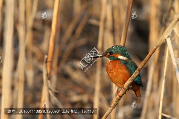 翠鳥