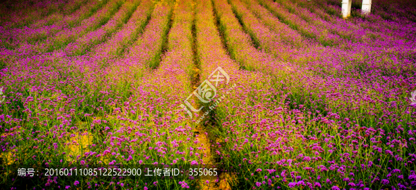 馬鞭草