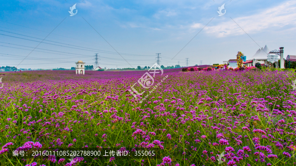 馬鞭草