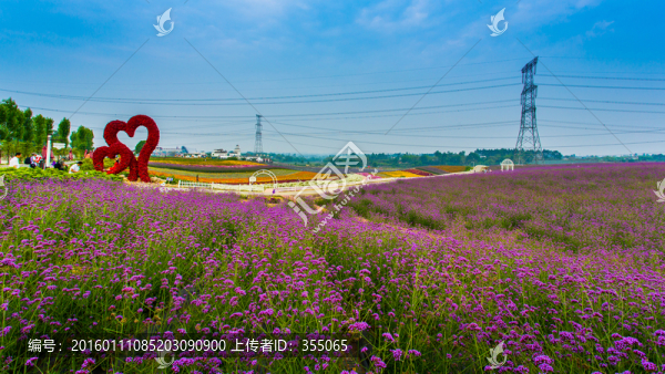 馬鞭草
