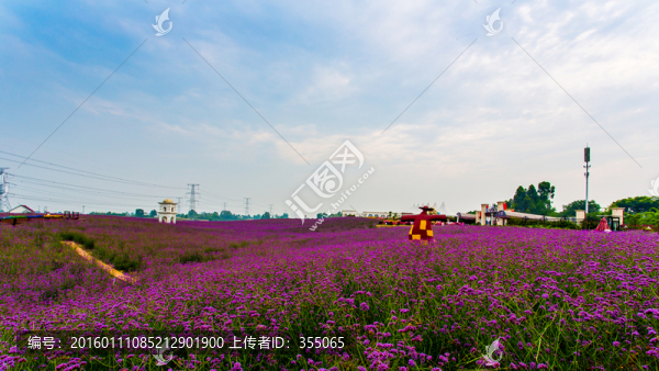 馬鞭草