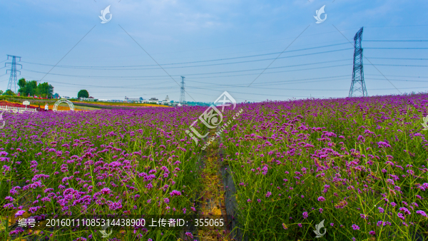 馬鞭草