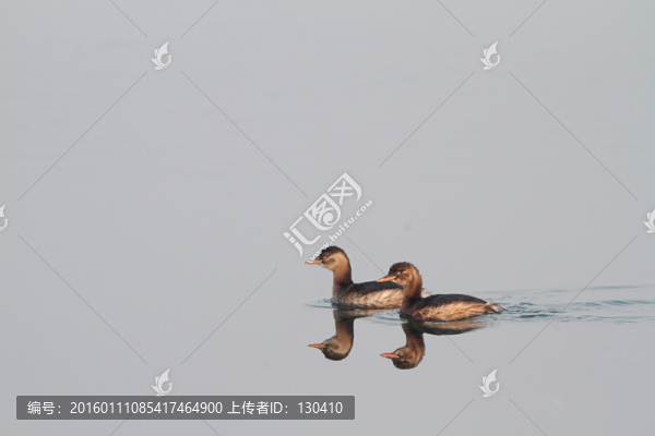 小鷿?jì)e