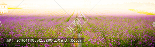 馬鞭草