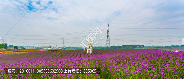 馬鞭草
