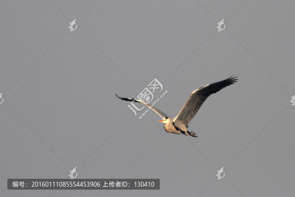 蒼鷺