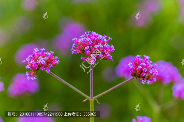 馬鞭草