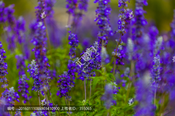 薰衣草