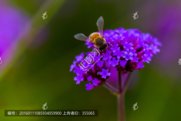 馬鞭草