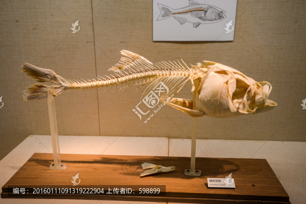 鳙魚骨骼