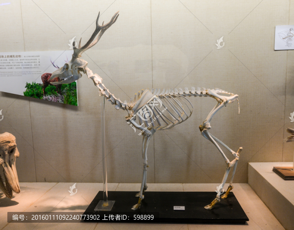 鹿骨骼