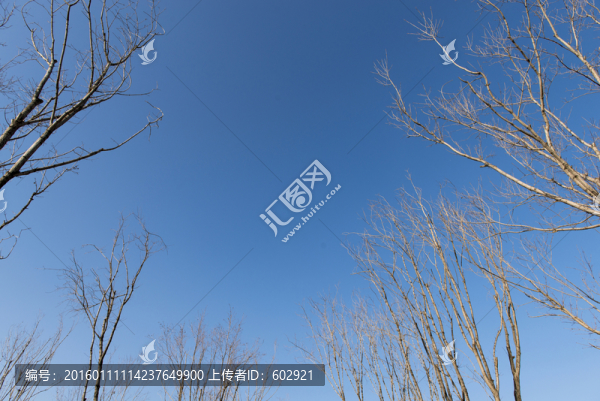 樹枝,天空