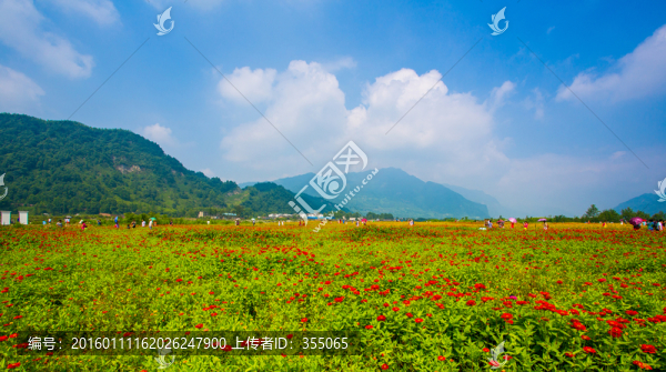 彭州花海